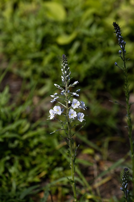 Jardin des Impressionnistes-MAI14-072